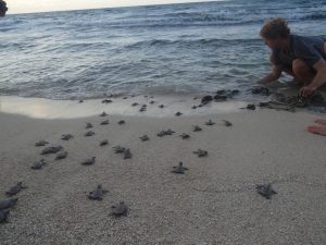 Volunteer Chris watches over hatchlings as they arrive safely to the ocean