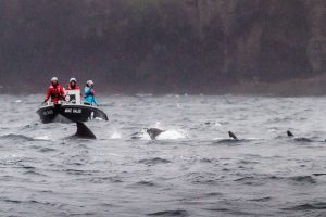 Volunteer crew on the small boat “Thor” watch a pod of pilot whales pass close to the shore off Haraldssund, Faroe Island