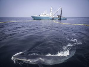 Operation Albacore Sea Shepherd crew help release a Bryde s whale trapped in a purse-seine net off the coast of Gabon