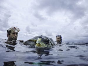 Injured turtle rescue