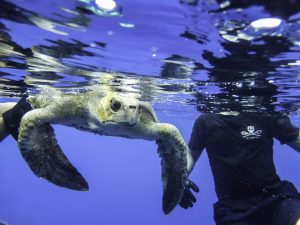 Injured turtle rescue