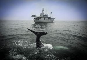 Humpback whale having fun